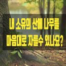산에나무 이미지