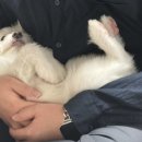 댕글로리 이미지