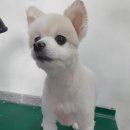 프리티 도그&캣 이미지