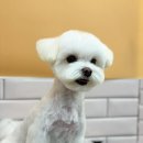 유주펫 이미지