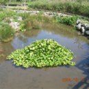 걸매생태공원 이미지