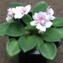 아프리칸아트 이미지