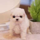 이쁜강아지 이미지