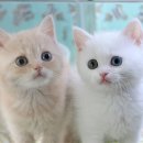 고양이샵 이미지