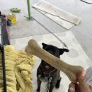 청춘애견 계룡점 이미지