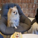 까까가개 | 수원 강아지 케이크 수제간식 까까가개, 애견 생일파티 추천
