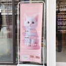 캣플헤븐 앨리웨이 광교점 네이버블로그