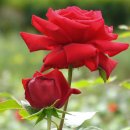 그대애개 이미지