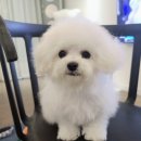 몽트라슈 이미지