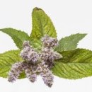 페퍼민트 이미지