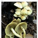 개암(뽕나무버섯붙이), 노란다발버섯 구별법 이미지