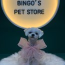 빙고네펫샵 이미지