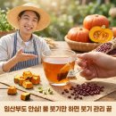 수유농원 | 청년 농원 호박팥차 붓기 관리 카페인 없는 임산부 늙은 호박팥차 TEA 효능
