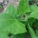 산내농장 이미지