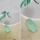 동물 _ 양서류 진로 개구리 화이트 트리 프로그 피부병 원인 및 증상 예방 관리 치료 방법 후기 일지 기록