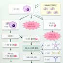 차세대 면역항암제 이뮤노시아닌 제제 이미지