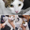 꽃길 걷는 도그 네이버블로그