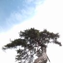 솔랑