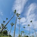 우리들리조트제주(대중형 18홀) | 🇯🇵 미야자키 아이와CC 솔직후기/같은 구장 다른느낌!! 아이와 골프리조트