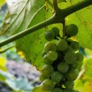 별품은 강 이미지