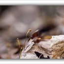 애기낙엽버섯(Marasmius siccus) - 1 이미지