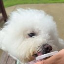 아피아피 apyapy 이미지