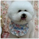 강아지미용 잘하는 곳, 마마스미독펜트하우스에서 반려견 스타일링 후기!