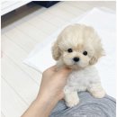 금광동 113 | 중원구강아지무료분양 금광동