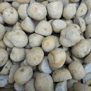 감자 심기 - 무농약, 무비료, 무비닐멀칭 감자농사(3) 이미지