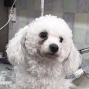 다나펫샵 이미지