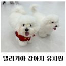 델리키아 | 분당 강아지 유치원 델리키아 귀여움 폭발