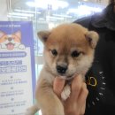 착한애견분양(원주점) 이미지