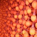 거시기농원 이미지