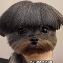 동네미용실
