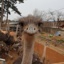 고창타조농장 이미지