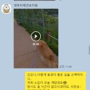 숲속댕토리애견유치원 이미지