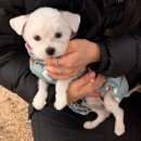 퍼피 라이프 | 일산 애견 동반 카페 어쓰120 천연잔디 운동장, 퍼피 샤찌의 나들이