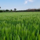 부건농장 이미지