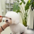 대구애견미용 모여라솜뭉치 | 대구달서구애견미용 안전한 모여라솜뭉치