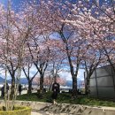 해외 숨은 벚꽃 명소 . 이미지
