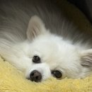 (단기)펫푸드(자격증) 이미지