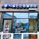 원장상경로당 | 고양이 건강검진 서울든든동물병원 인천 고양이 혈액검사 혈검 젠바디G20v 신속 항원 검사