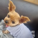 사랑실천동물병원 이미지