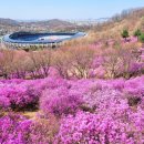 은은한 연분홍 물결이 한가득&#34;... 4월 전국 진달래 명소 BEST5 이미지