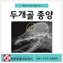 천안동물의료센터 24시 이미지
