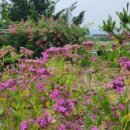 풀꽃마중 이미지