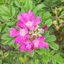 읍내동 197-4 이미지