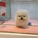 Mr.독 이미지