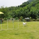 파트라슈반려견학교 이미지