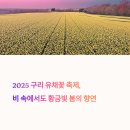 토평초등학교 | 2025 구리 유채꽃 축제, 비 속에서도 황금빛 봄의 향연